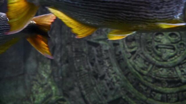 Selective focus. Group of Salminus brasiliensis (golden dorado, dourado or jaw characin) swims in river water. Blurred Aztec sun stone in the background. Adventure theme.