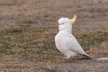 White Sulphur-Crested cockatoo walking in a grassy field. © Brayden