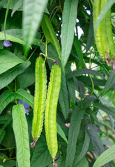 Fresh winged bean on the tree in the vegetable garden

