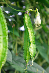 Fresh winged bean on the tree in the vegetable garden
