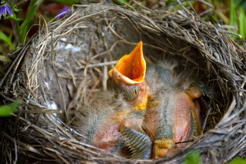 Baby robin with its mouth wide open looking for a meal.  Two bird chicks in a nest in a planter on porch in Windsor in Broome County in Upstate NY.  Adorable babies.