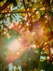 a yellow golden image of an orange lily flower blended and fused perfectly with sunshine and leaves of trees revealing pretty and dazzling sun rays between gaps and with lens flare on top