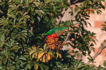 Female Australian King Parrot in a tree.