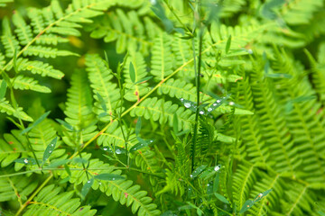 drops of morning dew on leaves in summer forest