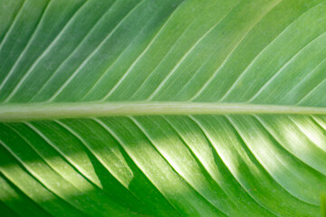 leaf nature, tropical jungle large foliage structure and sunlight, Photosynthesis