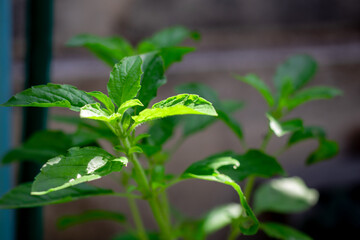 Green holy basil and leaves, Is a flavoring and ingredient in Thai food and herbal elixir, The Queen of herbs