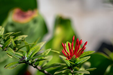 Red spike flower, Beautiful red Ixora chinensis in the garden