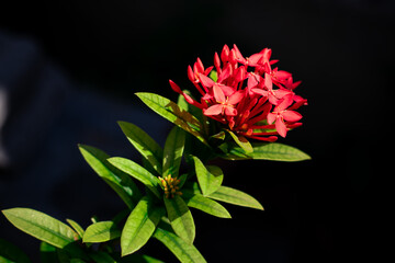 Beautiful bloom red Ixora chinensis in the garden