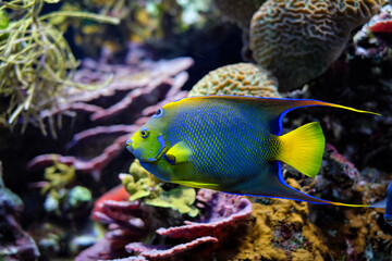 Queen angelfish Holacanthus ciliaris, also known as the blue angelfish, golden angelfish or yellow...