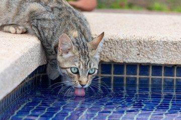 Katze beim Trinken im Pool