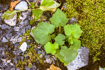 Green moss, fresh leaves, grey stones on the forest floor top view. A land covered with mosses and other vegetation in a shady dark green spruce-fir subtropical forest, park in summer or spring season
