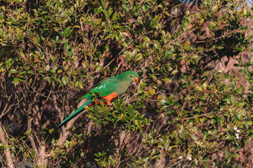 Female Australian King Parrot in a tree.