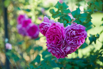 beautiful pink roses close up