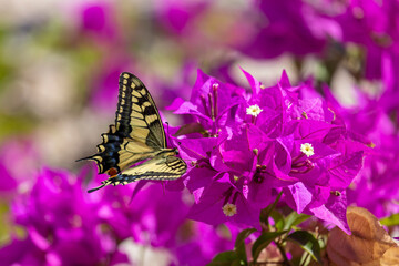 Schwalbenschwanz Papilio machaon