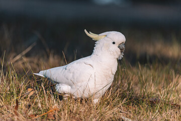 White Sulphur-Crested cockatoo walking in a grassy field.