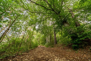 footpath in the forest