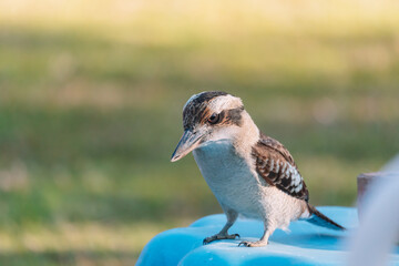 Laughing Kookaburra in a backyard. 