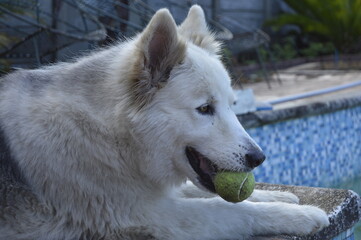 Husky with a ball