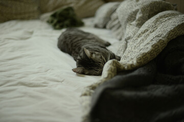 a cat sleeping on a bed