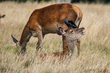 deer in the grass