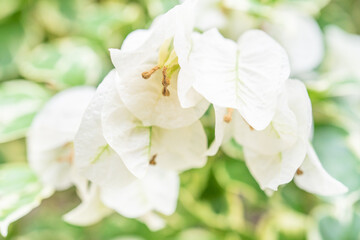 Naklejka na ściany i meble 白の斑入り葉のブーゲンビリア(ブーゲンビレア)/サンデリアーナホワイト/サンデリアナホワイト 南国のイメージの花