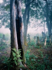 Mystical fog in an old abandoned cemetery. Foggy morning in a spooky cemetery. Monuments of Christianity. Stone crosses, ruins and graves.