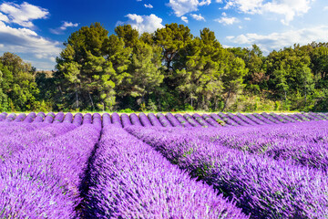 Provence, France - Lavender field, Valensole Plateau