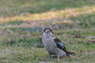 Laughing Kookaburra in a backyard. 