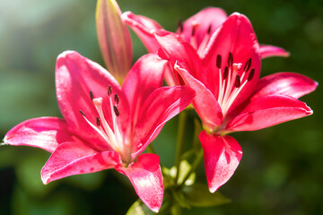 Beautiful pink lily in the nature garden