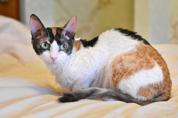 Adorable curly cat Ural Rex sits on the bed and looks with green eyes.