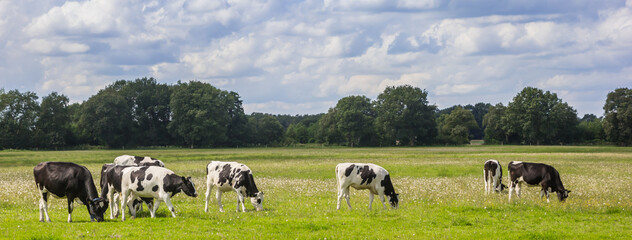Panorama of typical dutch Holstein cows in the landscape of Drenthe, Netherlands
