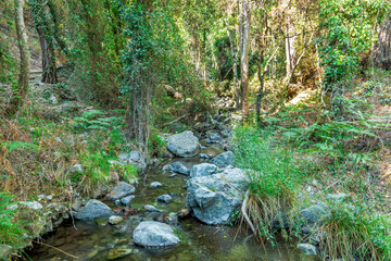 picturesque view at a mountain river flowing between old trees, stones and rocks with  grass on the steep sides of stream