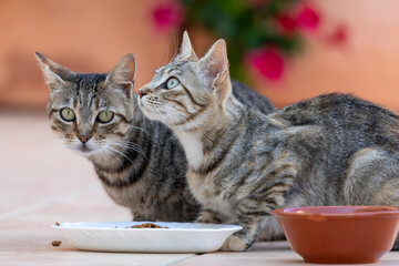 Getigerte Katzen beim Fressen