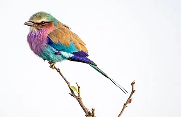 Foto op Canvas lilac breasted roller © Llewellyn