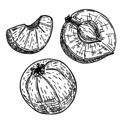 Amla sketch illustration. Phyllanthus emblica vector design elements. Indian gooseberry sketch. Tropical Fruits, hand drawn sketch fresh Indian Gooseberry. Isolated.