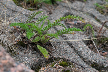 Obraz premium small plant on the slope