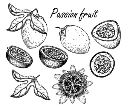 Passion fruit vector drawing set. Hand drawn tropical food illustration. Engraved summer objects. Plant, leaves, flower, whole and sliced maracuya. Botanical sketch for label, juice packaging design