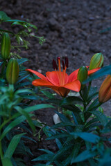 red and yellow flower