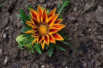 flower in the garden