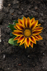 sunflower on the ground
