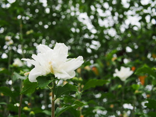 真っ白のムクゲの花