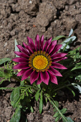 pink and yellow flower