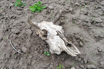 Cow skull on the field