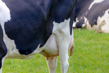 Close up of cow udder with selective focus, Young female black and white Dutch cow standing  on the green grass meadow, Open farm with dairy cattle on the field in countryside farm, Netherlands.
