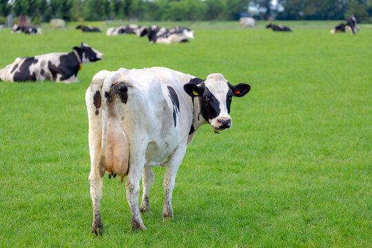 Selective focus of cow butt standing on green meadow, Holland typical polder landscape in summer with black and white Dutch, Open farm with dairy cattle on the grass field in countryside, Netherlands.