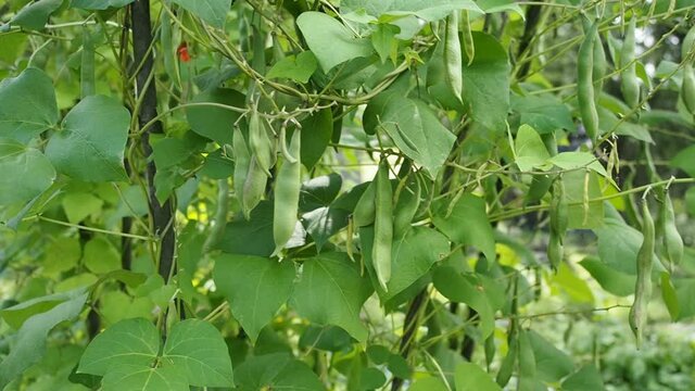 Green kidney bean growing on farm in HD VIDEO. Bush with bunch of pods of haricot plant (Phaseolus vulgaris) ripening in homemade garden. Organic farming, healthy food, BIO viands, back to nature.