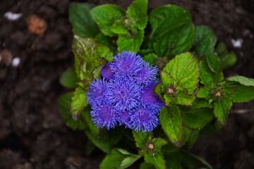 blue and purple flowers