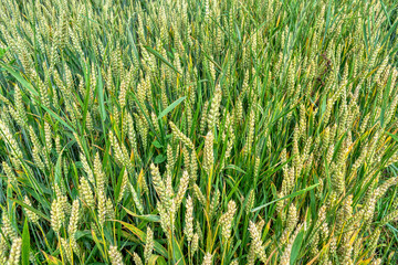 Ripening wheat in summer