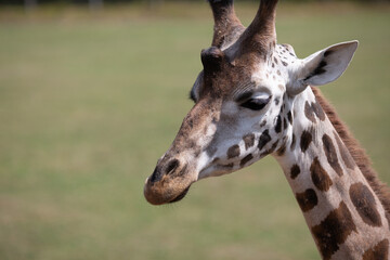 Girafe