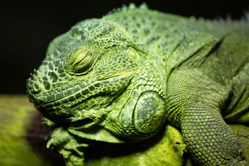 Iguane